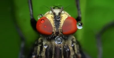 mosca con ojos rojos