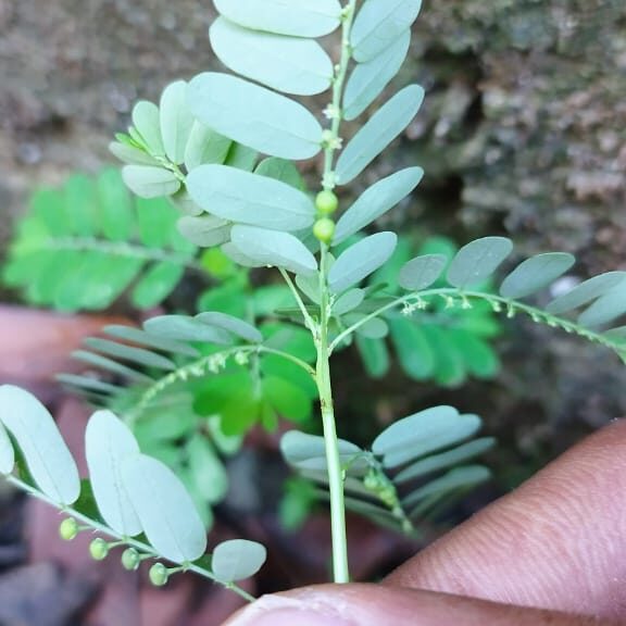 Chancapiedras