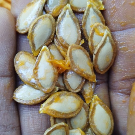semillas de calabaza